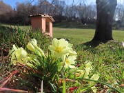 Monte Zucco ad anello fiorito da S. Antonio ABB. via Sonzogno-12 marzo 2026-FOTOGALLERY